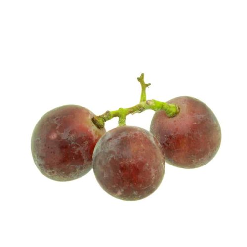 grapeseed extract